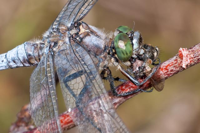 odonato 15 - Orthetrum cancellatum (maschio)